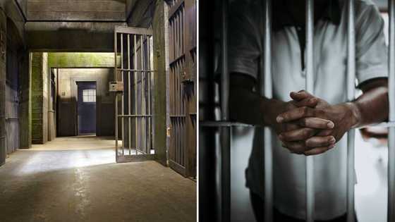 7 accused rhino poachers escape from Grahamstown Correctional Facility in Makhanda