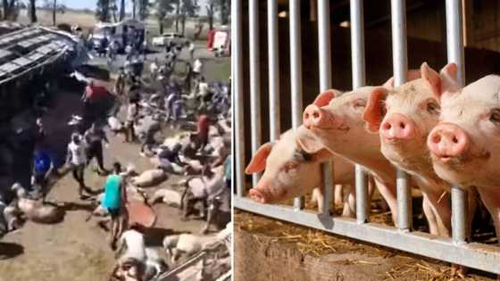 Video of locals shamelessly looting overturned truck of its livestock has South Africans fuming