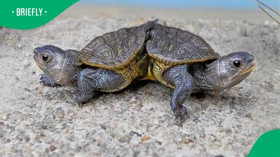 Conjoined twin turtles named Hip and Hop capture hearts after beating the odds