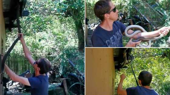 Haibo: Snake catcher nabs 4th black mamba in home over 3 years
