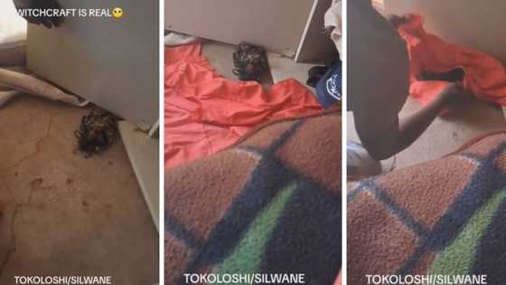 TikTok video of man capturing weird-looking creature in his house leaves SA confused: “It’s a tokoloshe”