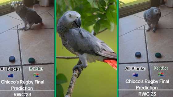 Parrot predicts Springbok win in Rugby World Cup final in funny TikTok video, SA hopes it's right