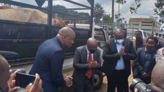 Julius Malema gives 2 cows to the royal palace, SA has mixed thoughts