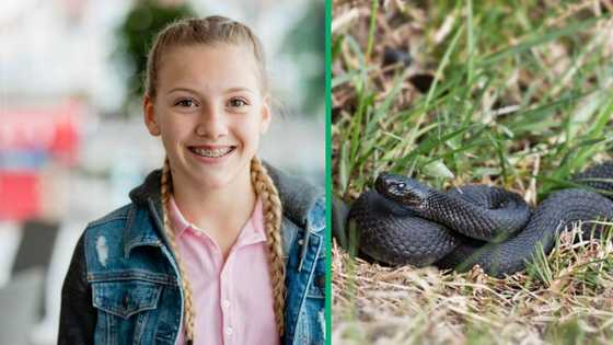 12-Year-old rescues her guinea pig from python's jaws: A courageous act caught on camera