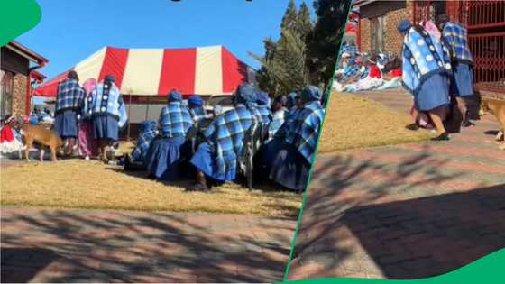 Dog joins owner's lobola ceremony in TikTok video, South Africa in stitches
