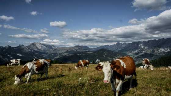 Dry summer puts squeeze on French Alps cheese