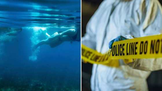39-year-old Cape Town woman dies after shark attack at Plettenberg Bay, authorities warn beachgoers