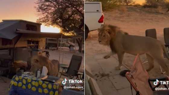 Lion gets up close and personal to raid family's camp during safari outing, TikTok video has viewers worried
