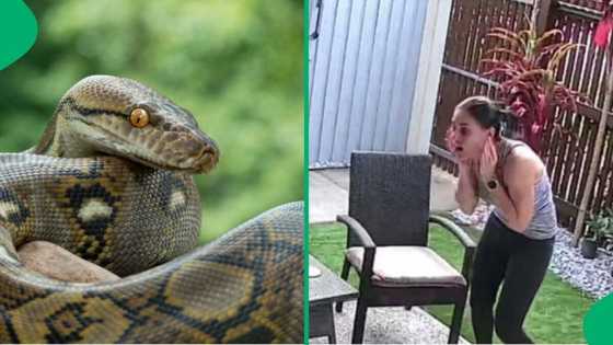 Woman's scary encounter with python in yard leaves netizens stunned, shares video