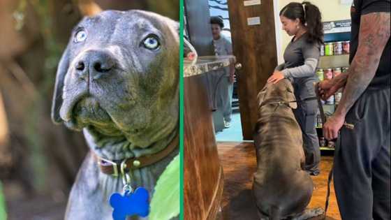 Viral video of South African boerboel captivates social media with its size and sweet nature