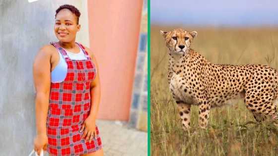 Viral TikTok video shows woman spotting cheetah while jogging, leaves viewers astonished
