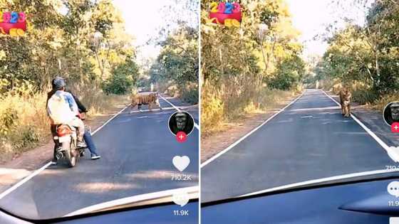 Viral TikTok shows driver's quick thinking in saving motorcyclists from oncoming tiger