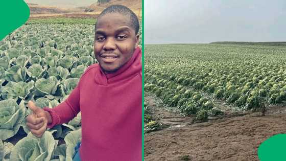 "That's half a million in rands": Farmer loses 30k cabbage heads, shows pic of devastation, SA moved