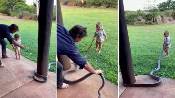 Little boy bravely dragging large snake by the tail in Australia leaves the internet divided