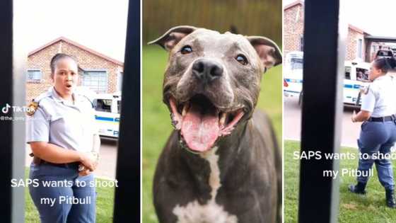 SAPS officer caught on camera threatening to shoot man’s pit bull: TikTok video has Mzansi twitching in anger