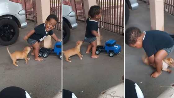 Video of baby and puppy fiercely playing around raises eyebrows online: "I don't think it is funny"