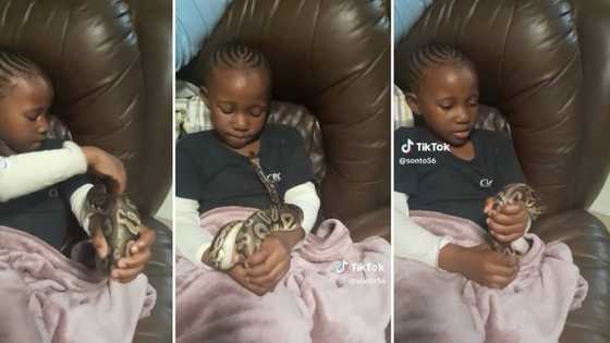 Brave girl plays with pet snake while chilling on the couch, video frightens Mzansi