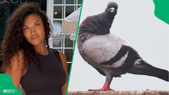 "How does it taste?": US woman wonders if South Africans eat pigeons, Xhosa friend responds