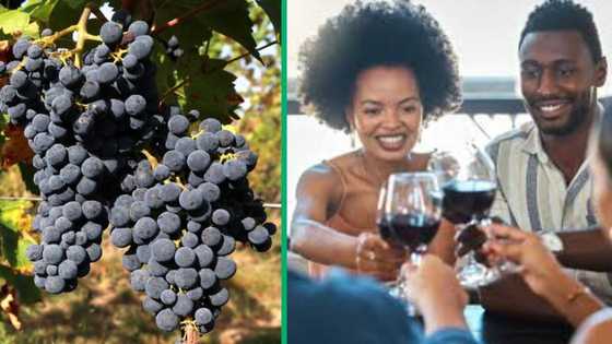 South African wine industry struggles amid global production decline