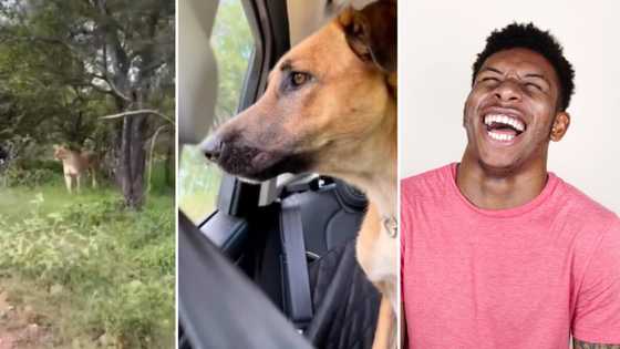 Mzansi screams at TikTok video of dog’s reaction to seeing a lion: “Lost the dawg in him”