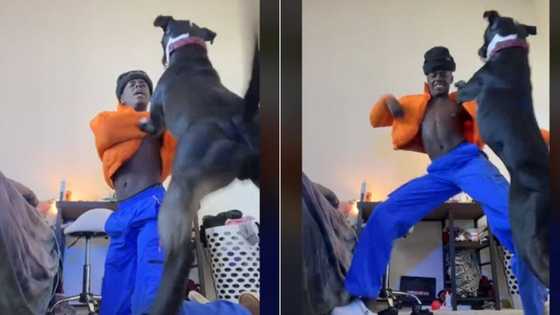 TikTok of man with pit bull throwing hands against dog gets 6M views after it stopped him from dancing up a storm