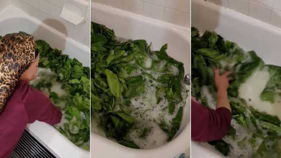 Woman washing collard greens in bathtub goes viral with 4.9 million views as internet slams her video, "This is disgusting"