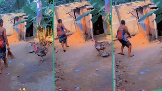 Woman runs away as turkey pursues her in compound, video goes viral on TikTok