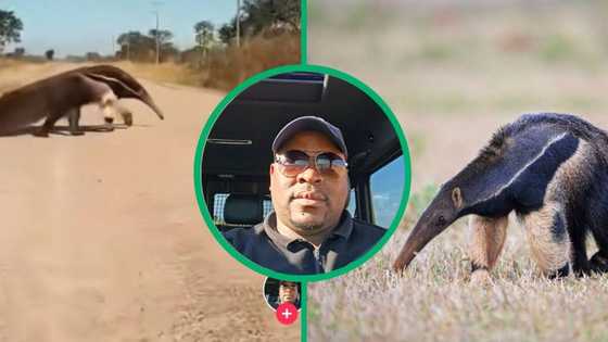 Anteater caught on camera, South Africans guess what it is