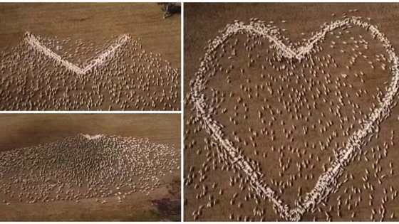 Farmer makes shape of a heart with many sheep to mourn his dead aunt, video of the display goes viral