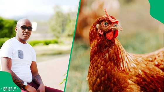 “There’s no way a chicken can get that high”: SA amused with chicken having relationship issues