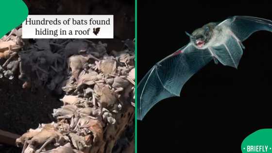 "Lord have mercy": Bat infestation under roof leaves Mzansi spooked