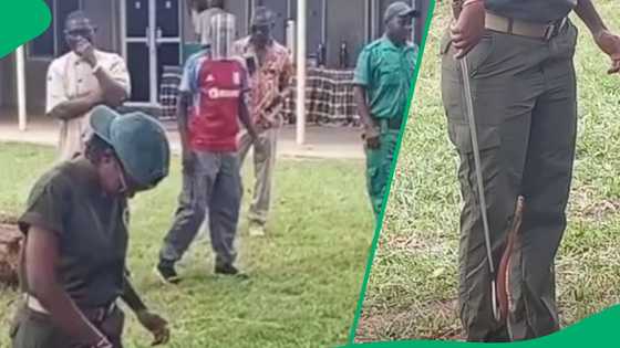 Fearless woman demonstrates expert snake handling after cobra surprises her in video