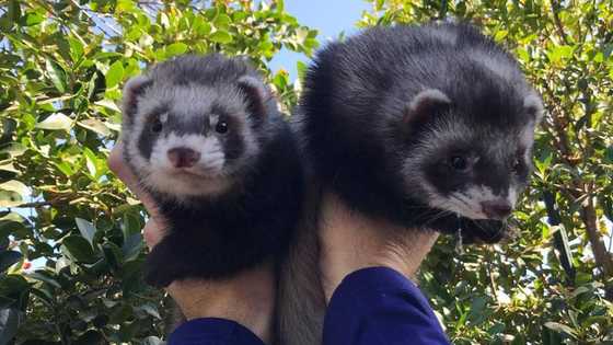 List of illegal pets in South Africa and where to get wildlife permits