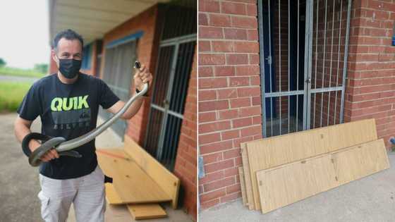 Pandemonium: Black Mamba seen chilling in KZN school, snake catcher Nick Evans comes to the rescue