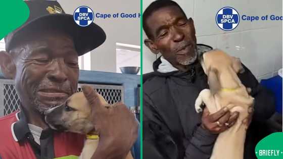 How Cape of Good Hope SPCA saved injured dog thanks to pensioner’s dedication