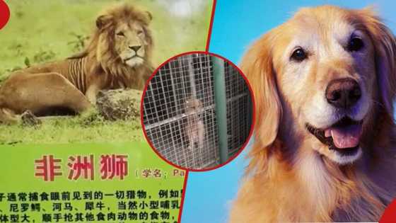 Not a lion, but a dog: Zoo causes controversy by pretending dog is African lion