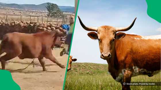 "Can men face a cow?": Mzansi amazed by Eastern Cape gent playing dead to avoid charging cow