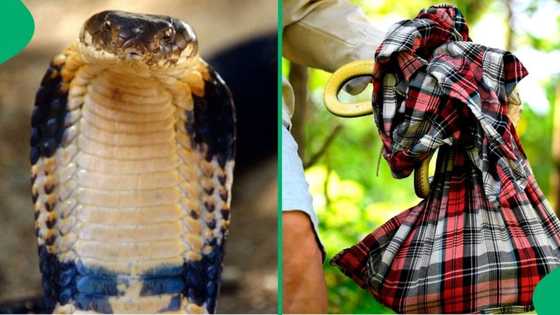 Man expertly fools deadly cobra, catches it using unusual means in toilet, SA floored: “Safer ways”