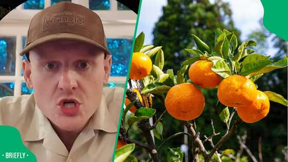 "Who's heard of these?": British man's mispronunciation of naartjie humours South Africa