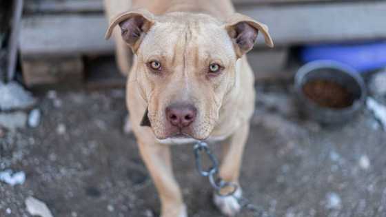 Over 120k South Africans sign petition to ban pit bulls, says owners should be held responsible