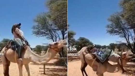 Camel ride ends in disaster as woman falls on its long neck, internet cracks jokes about TikTok video with 2.1M views