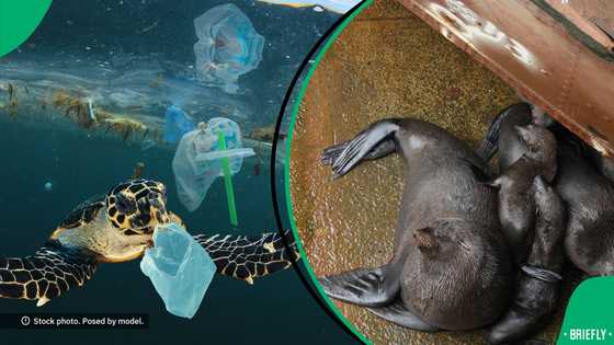 "The future that our children will inherit": Experts call for action to save oceans on World Oceans Day