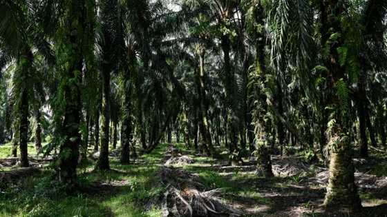 Bitter harvest: Malaysian palm oil farmers face labour crunch
