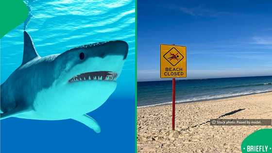 Critical shark attack at Sydney beach triggers emergency response and closures