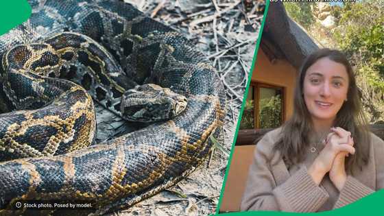 American in Zimbabwe rants after moving into house with black mamba and python