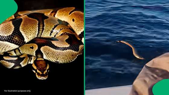 "This is a first": Fisherman rescues a python in deep KwaZulu-Natal sea, SA shocked