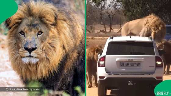 "Poverty saves me": Wild lions ambush car, and one climbs bonnet at game reserve, SA stunned