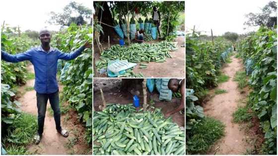 Man dumps university certificate, ‘picks up hoe’ & starts farming, his cucumber harvest wows many