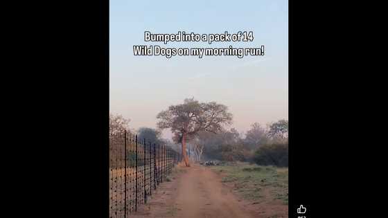 "They will deal with you": Limpopo runner bumps into pack of wild dogs on morning run