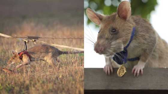 Magawa: Heroic rat that received gold medal for detecting explosives retires